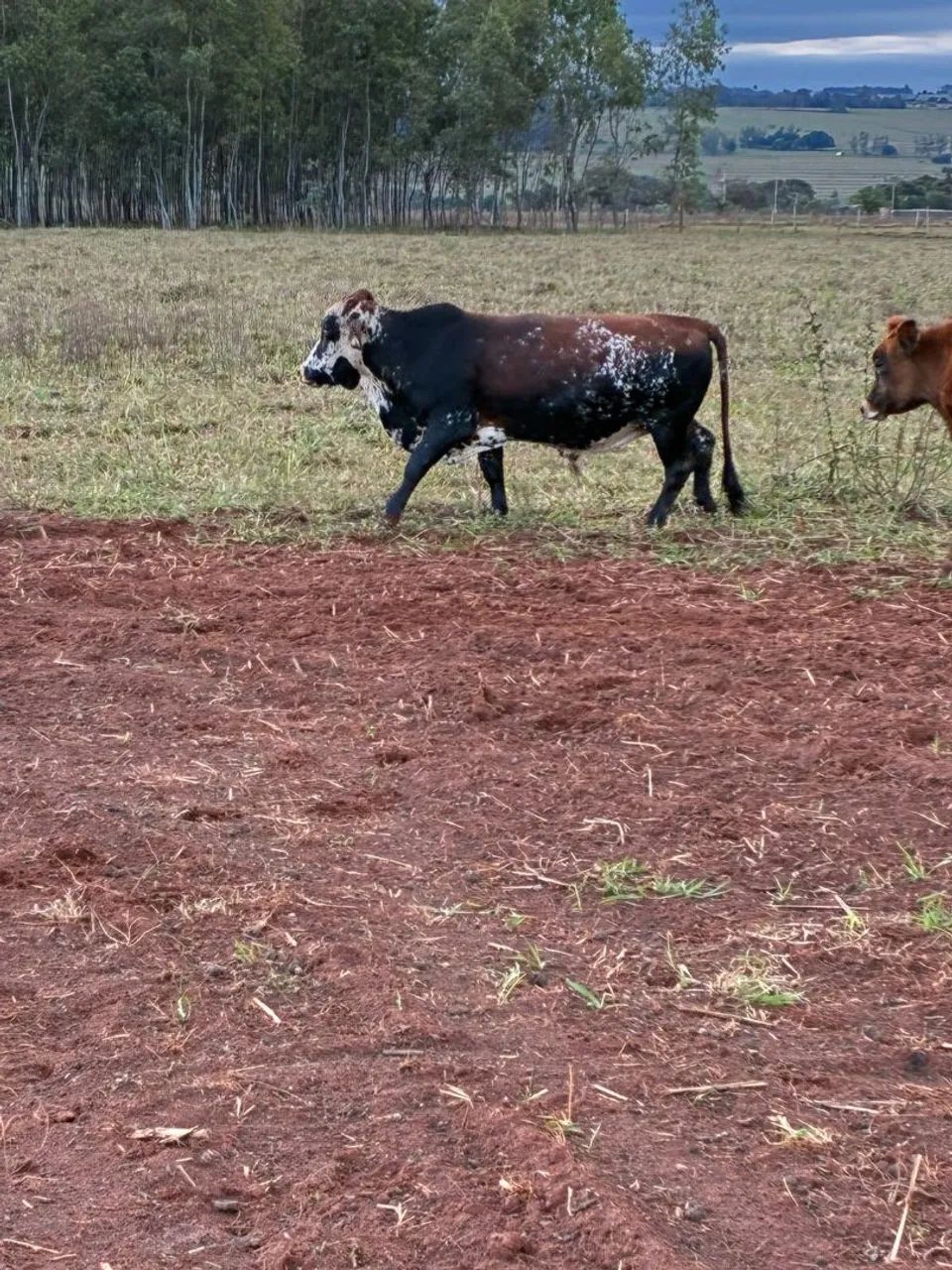 Mini novilhas - Foto 4