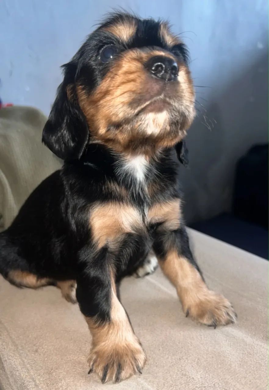 Filhotes machos de Cocker Spaniel  - Foto 4