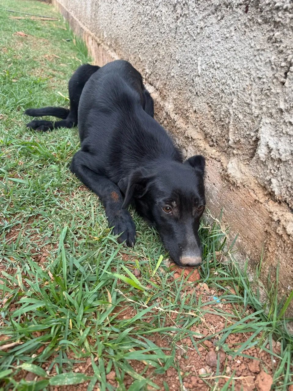 Doação doa-se  - Foto 3