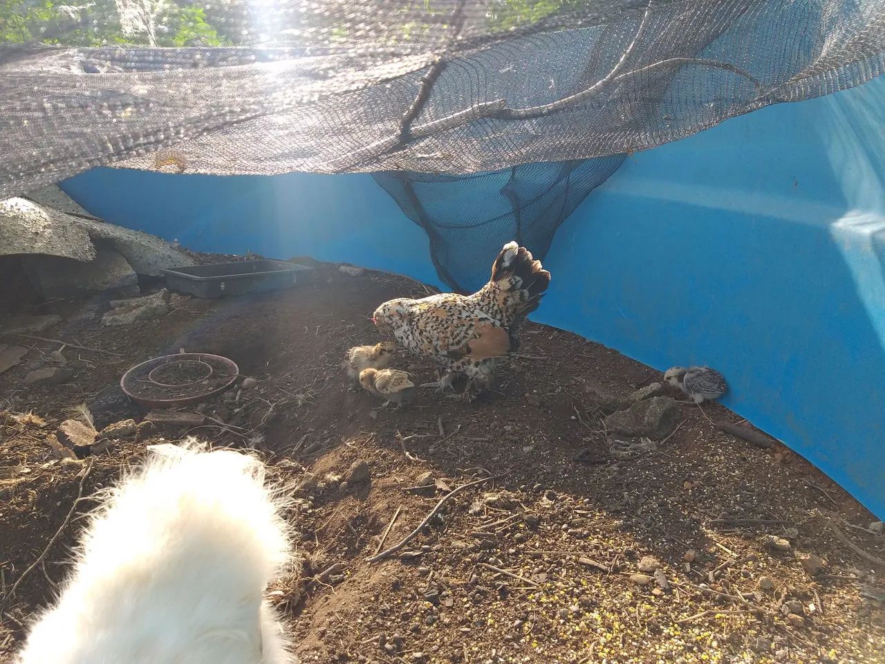 Vendo pintinhos  - Foto 2