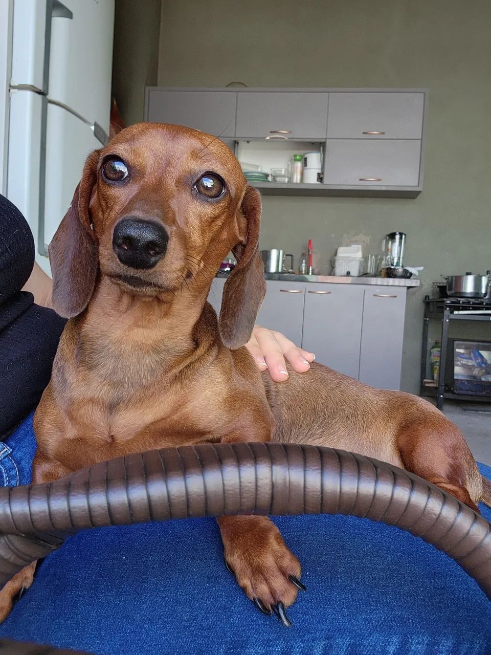 Dachshund  - Foto 5