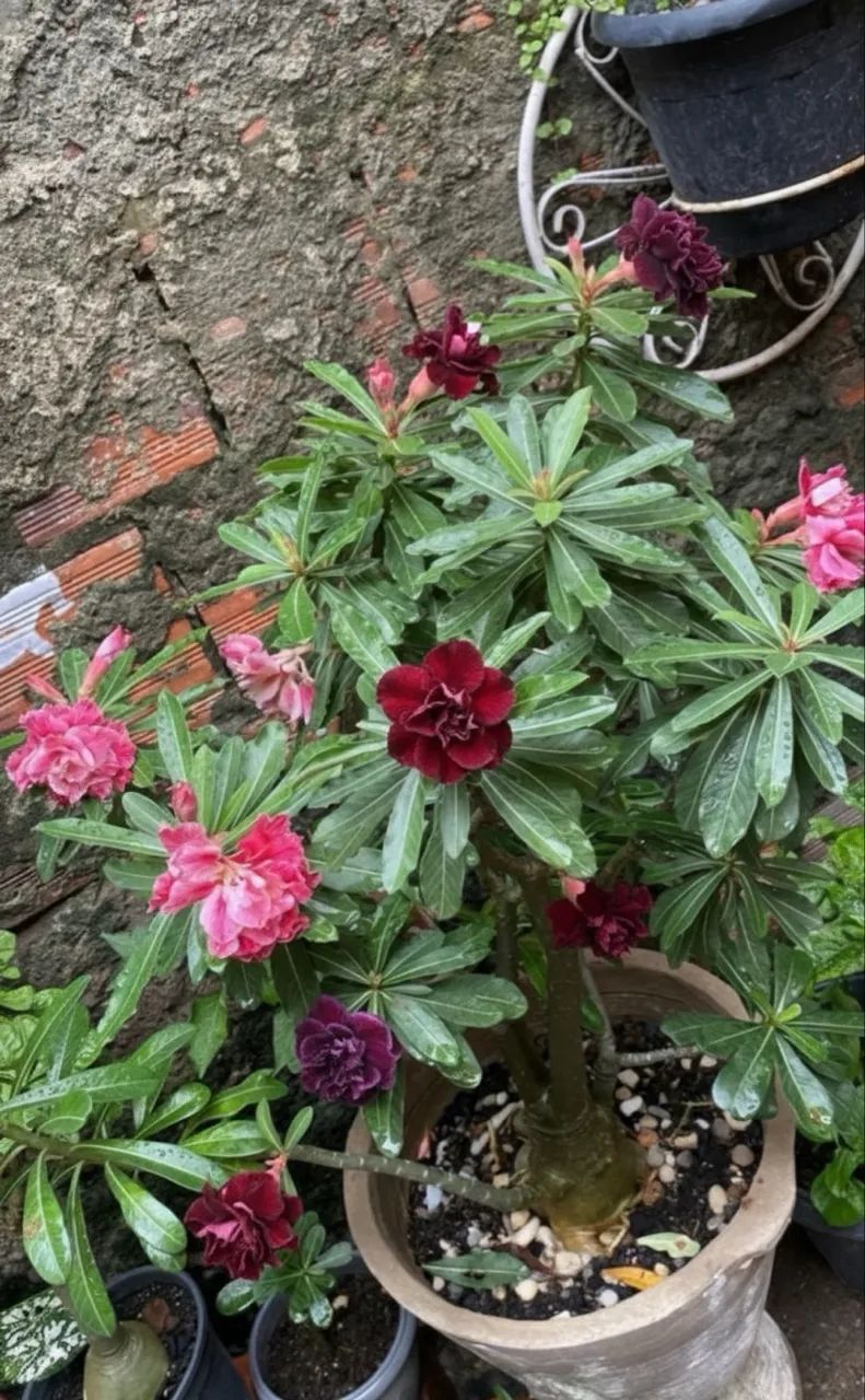 Rosa do deserto  - Foto 3