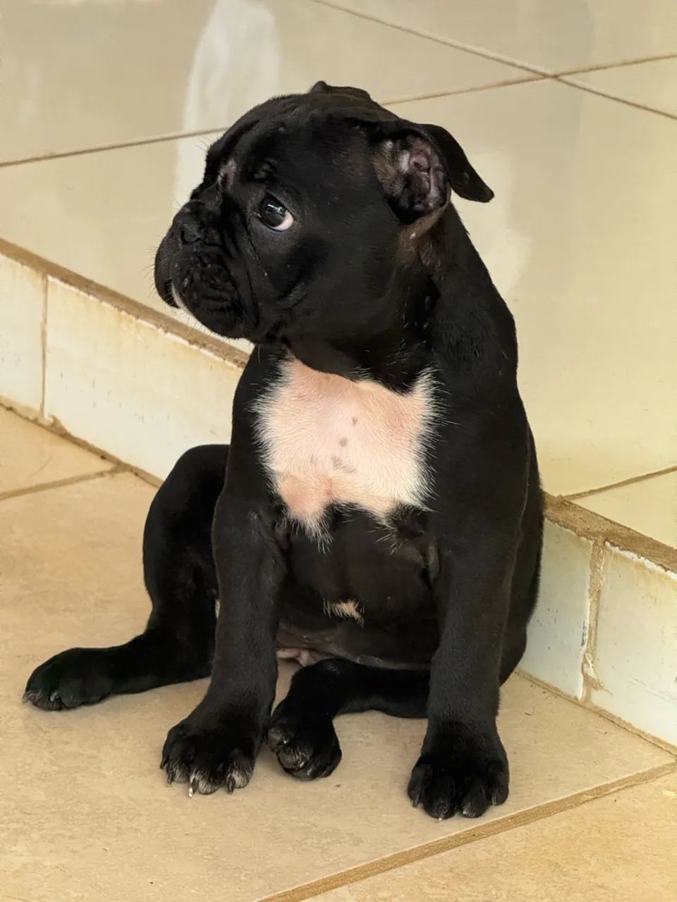 BULDOGUE FRANCÊS  - Foto 3