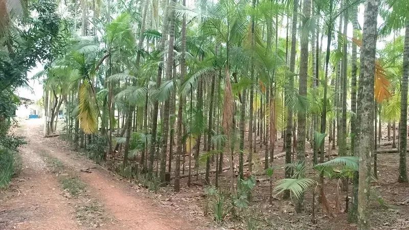 Área Rural 4 alqueires - Mandaguari - PR - Foto 5