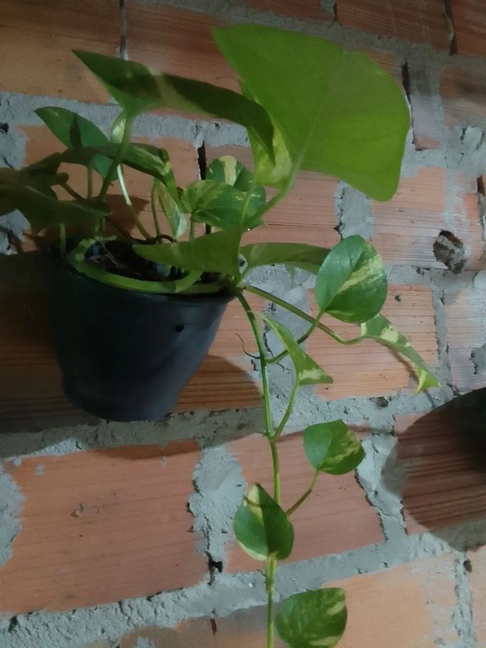 Plantas - Foto 2