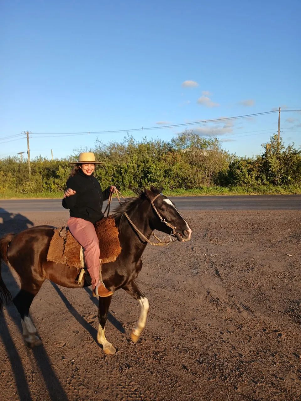 animal de estimasao cavalo 