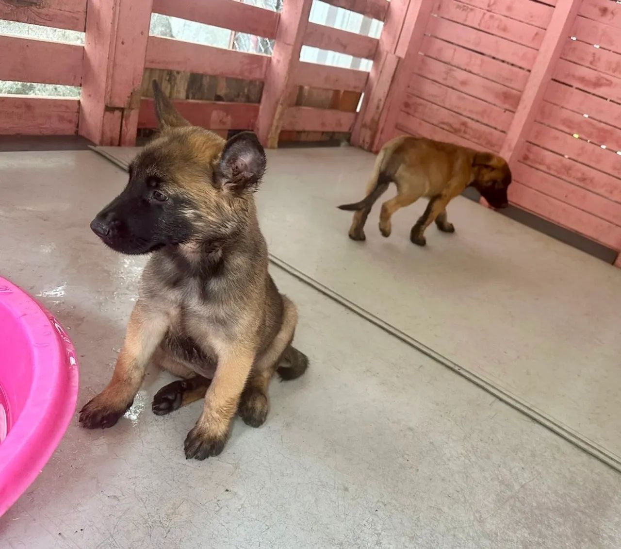 PASTOR BELGA MALINOIS (FILHOTES) Macho - Foto 3