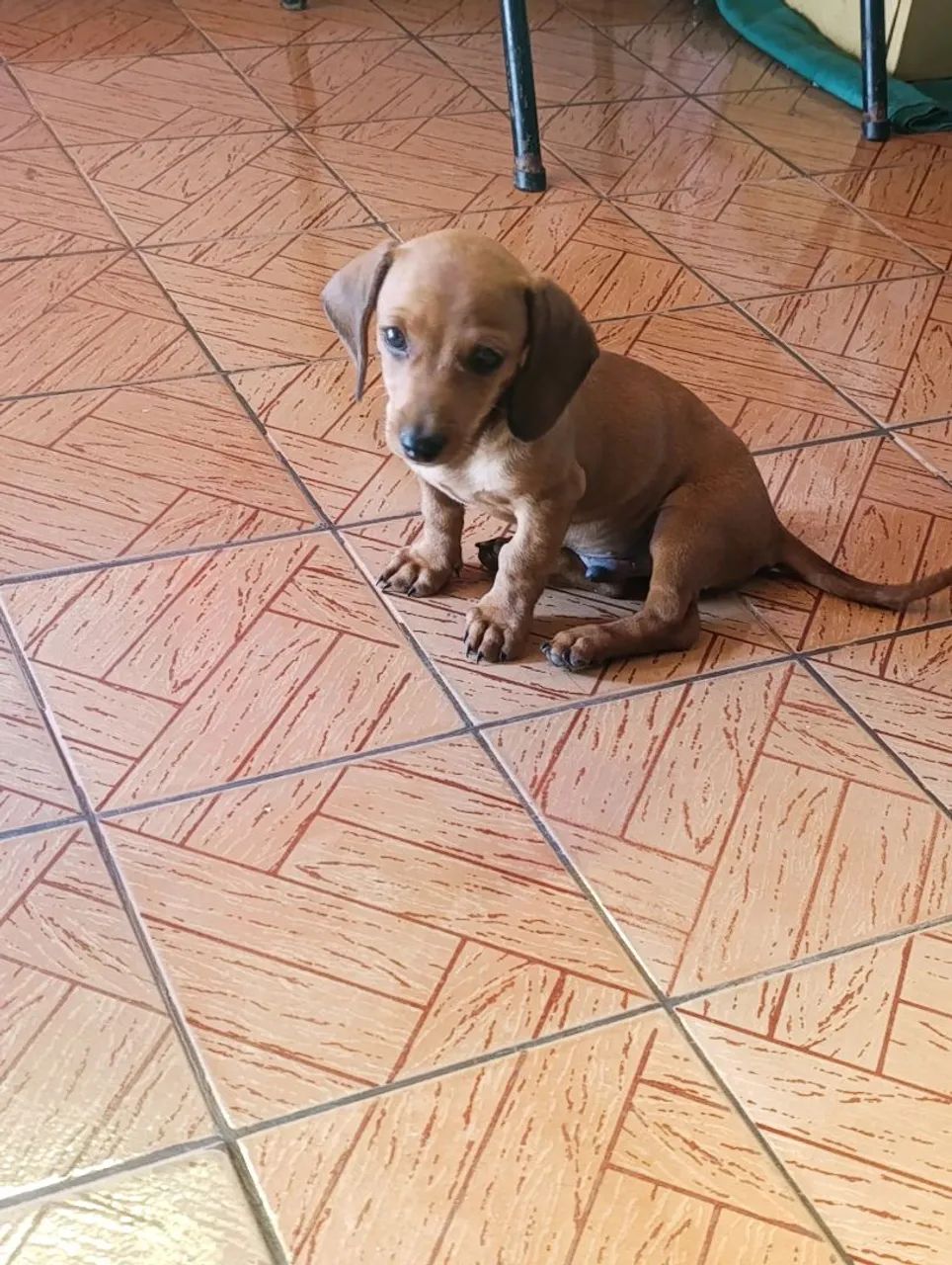 Animais de estimação  - Foto 2