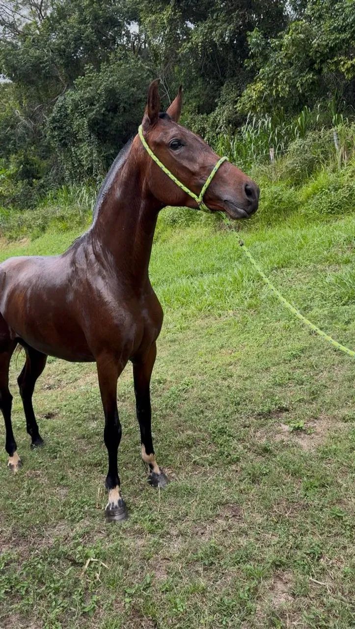Potra Mangalarga Marchador 