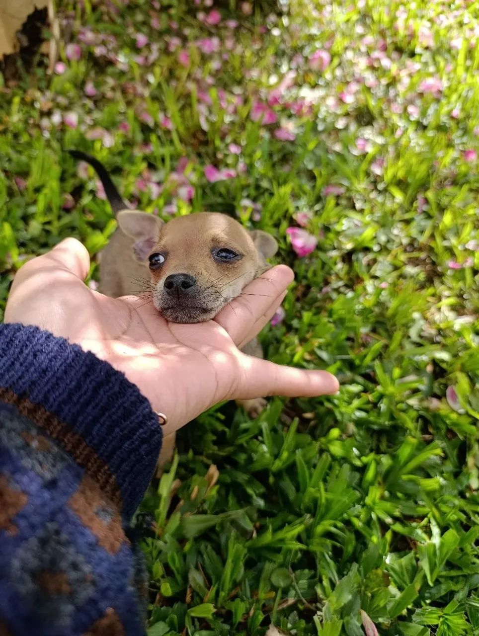 Pinscher 0  - Foto 2