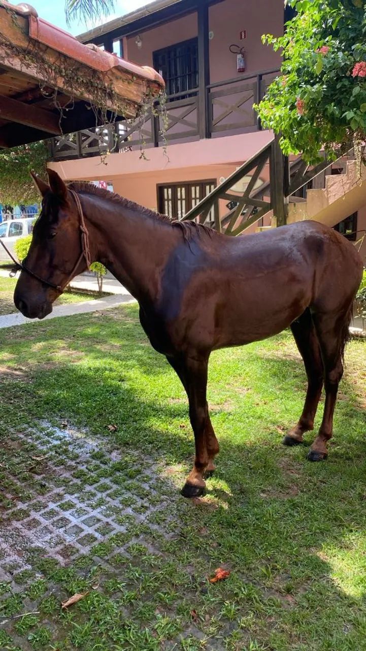 Cavalo - Foto 2