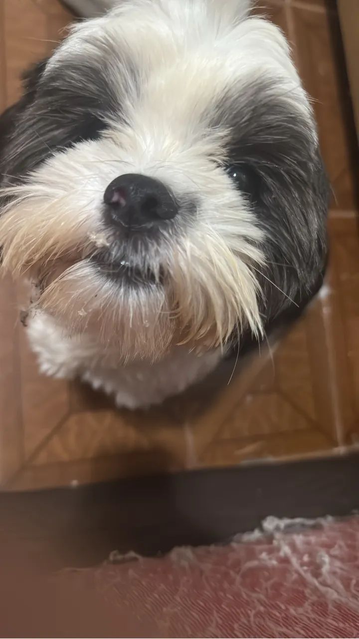 Cachorro Shitszu - Foto 5