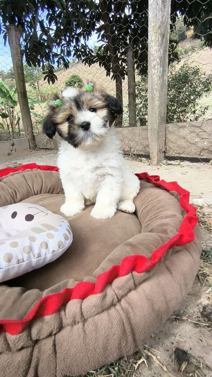 Lhasa Apso - Foto 3