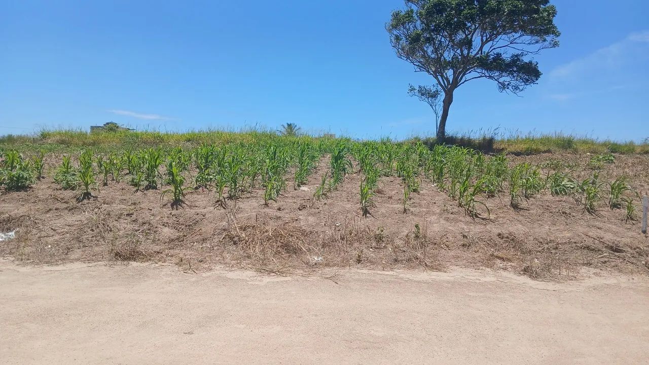 Terreeno - Foto 4