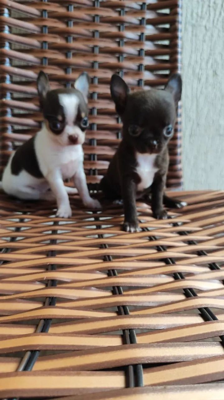 Lindas fêmeas  - Foto 2