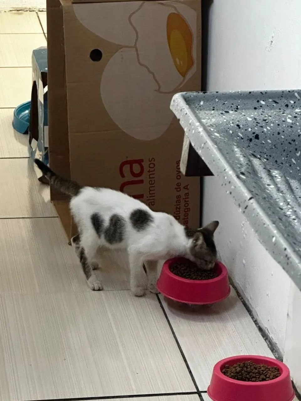 Adoção responsável  - Foto 5