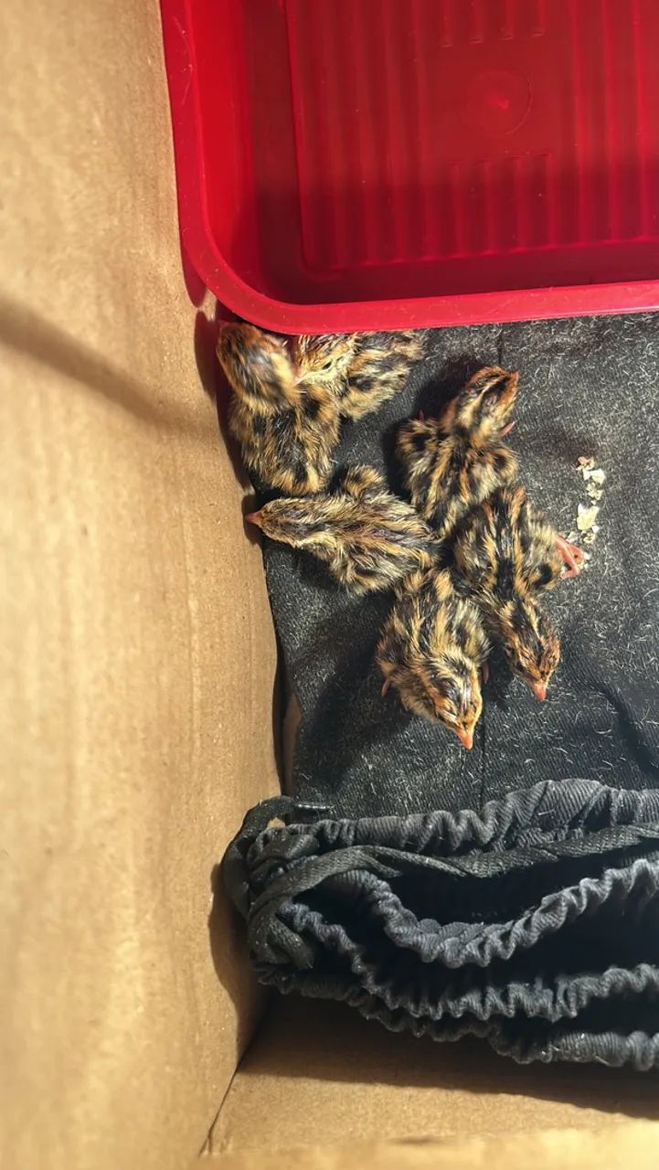 Codornas