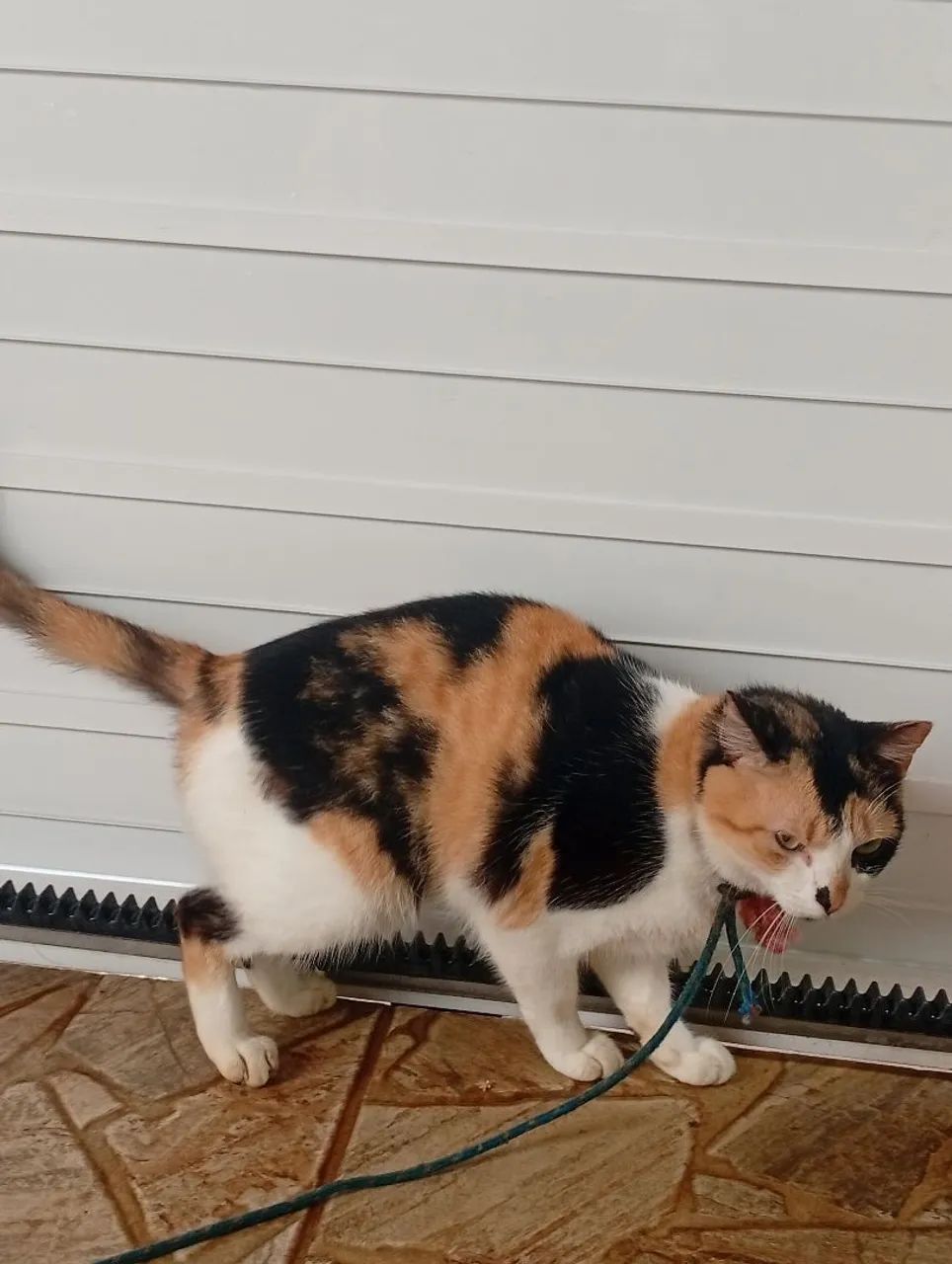 Gata para doação  - Foto 2
