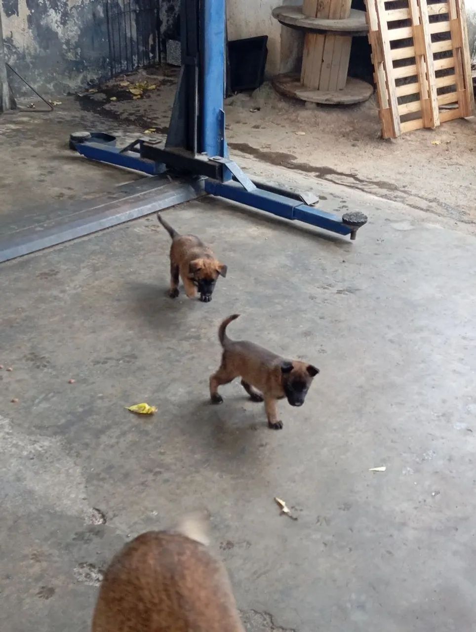 Pastor belga malinois  - Foto 2