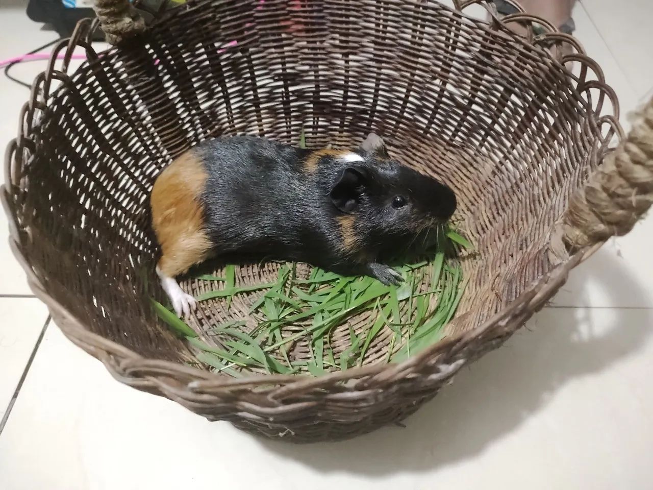 Porquinho da índia Macho  - Foto 2