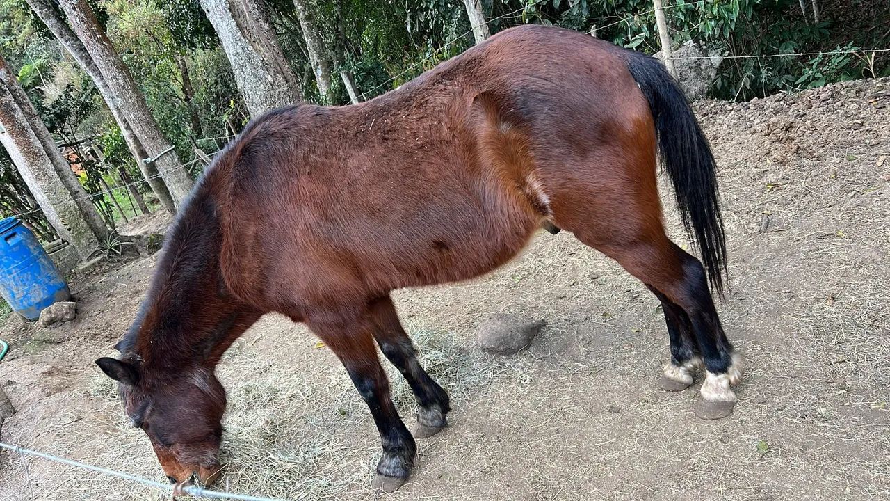 Cavalos  - Foto 4