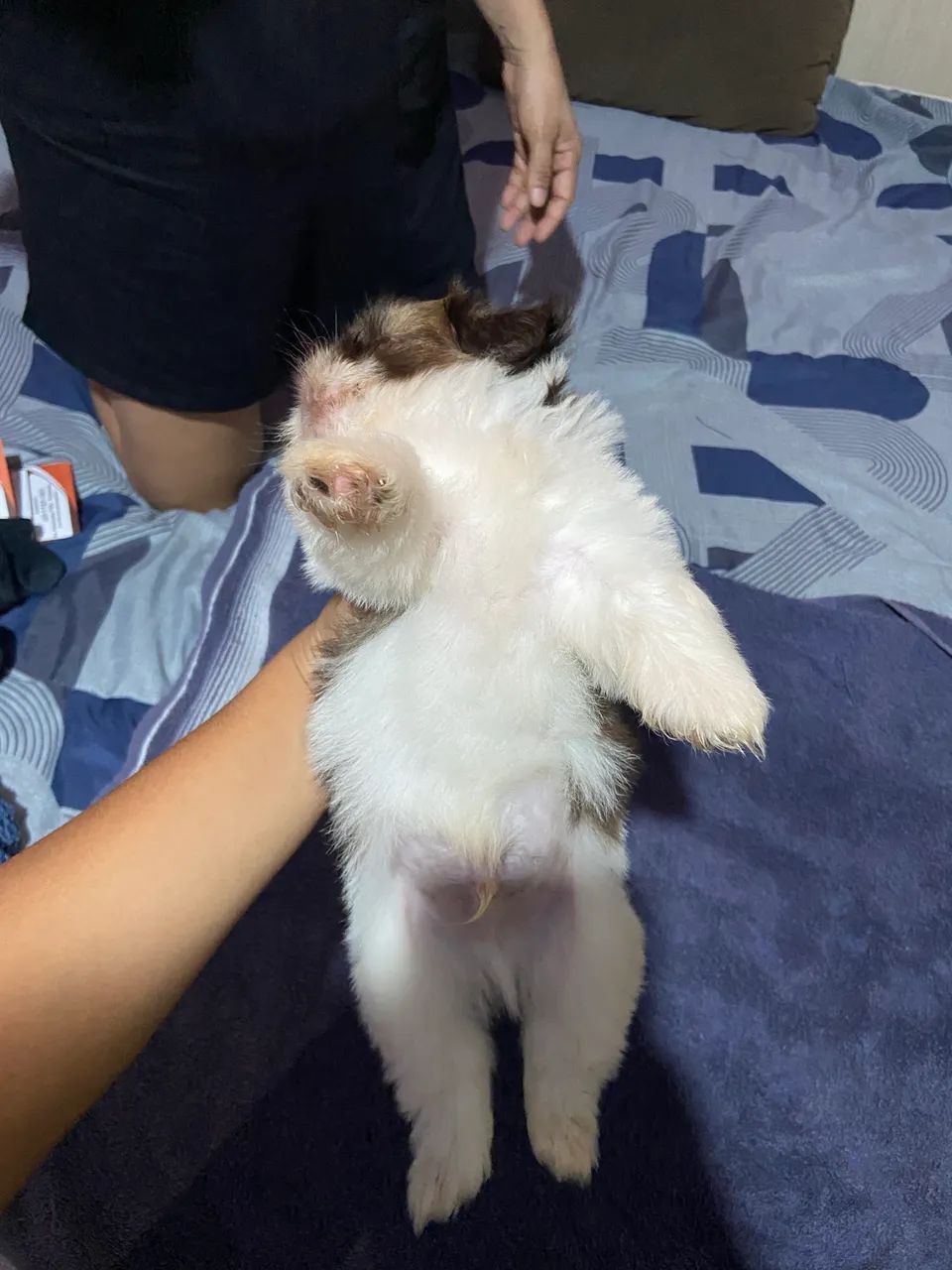 Shih tzu - Foto 3