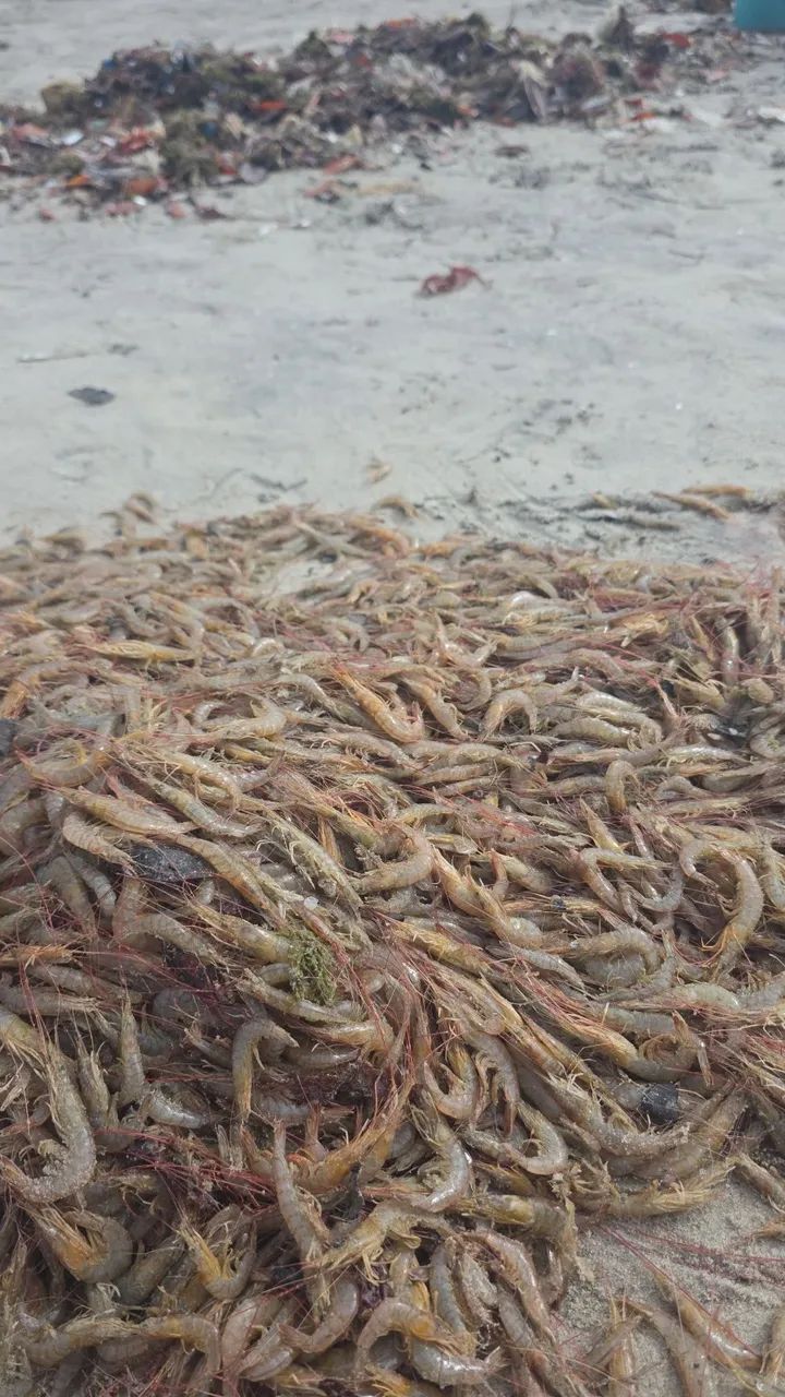 Camarão do mar( espigudo)