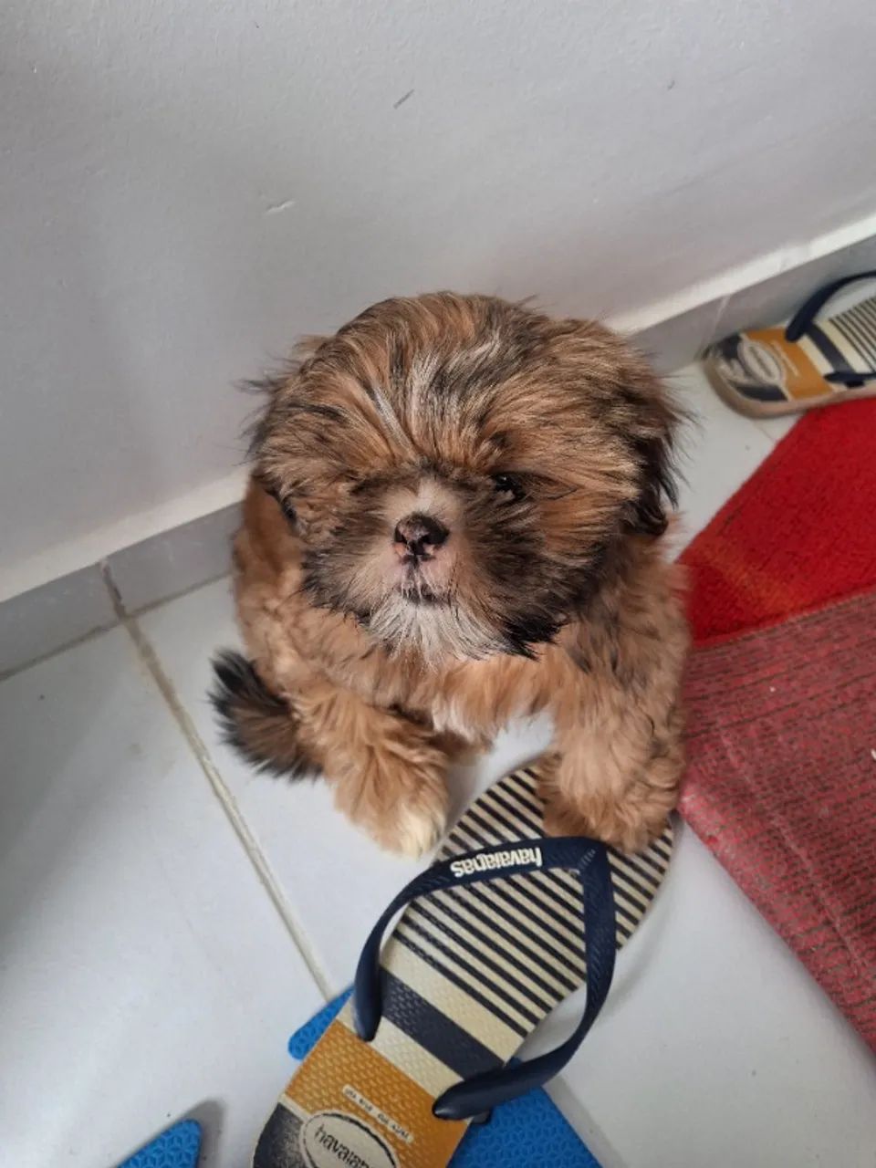shih tzu marron - Foto 2