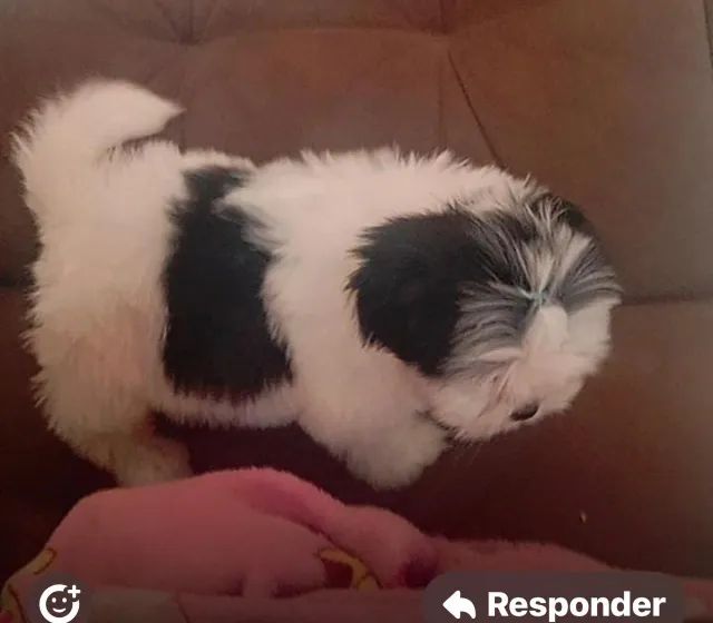 Shih tzu paciente 