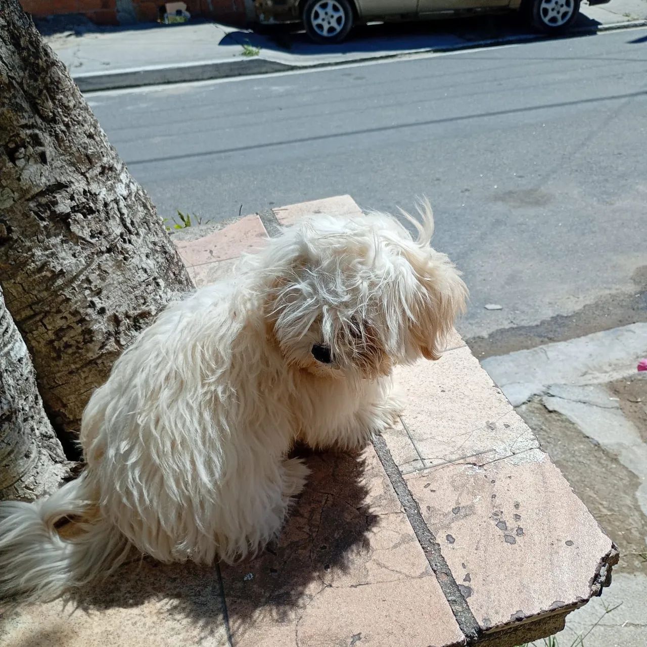 Cachorro Shitzu  - Foto 2