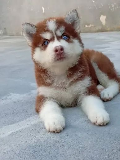 Husky siberiano práticos e rápidos 