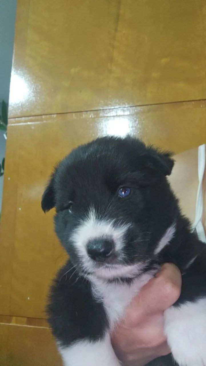 Borde collie