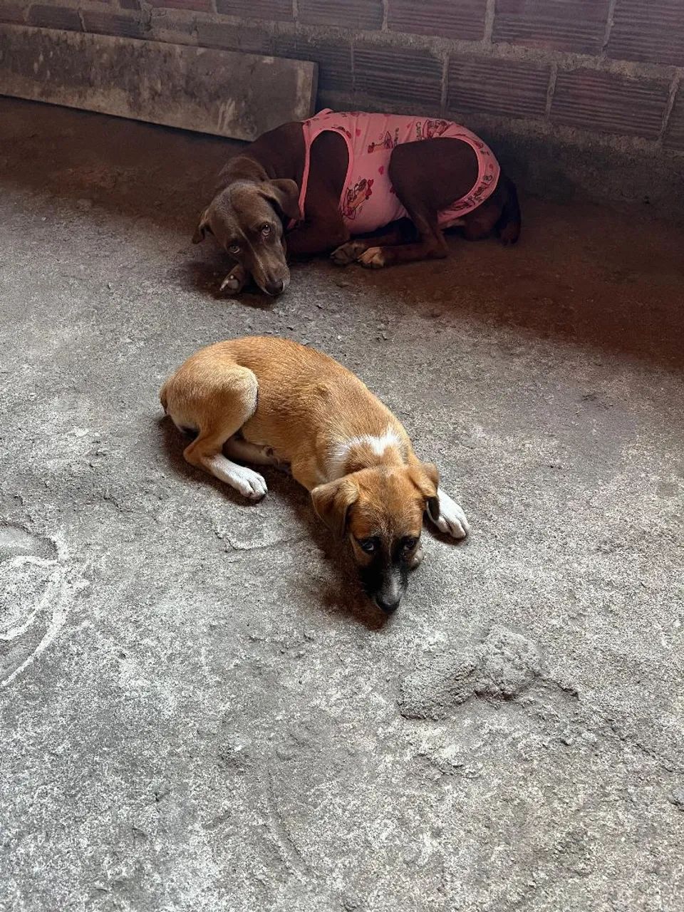 Adoção responsável 