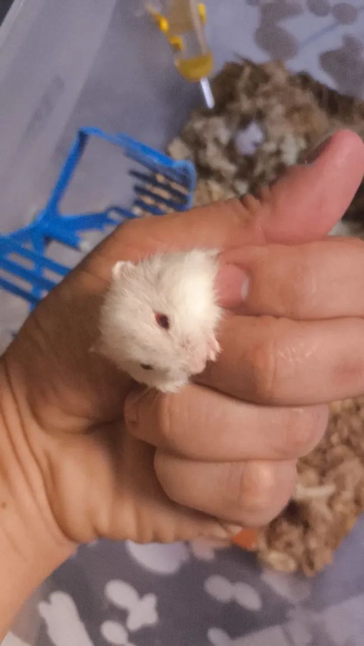 Hamster Anão Russo  - Foto 6