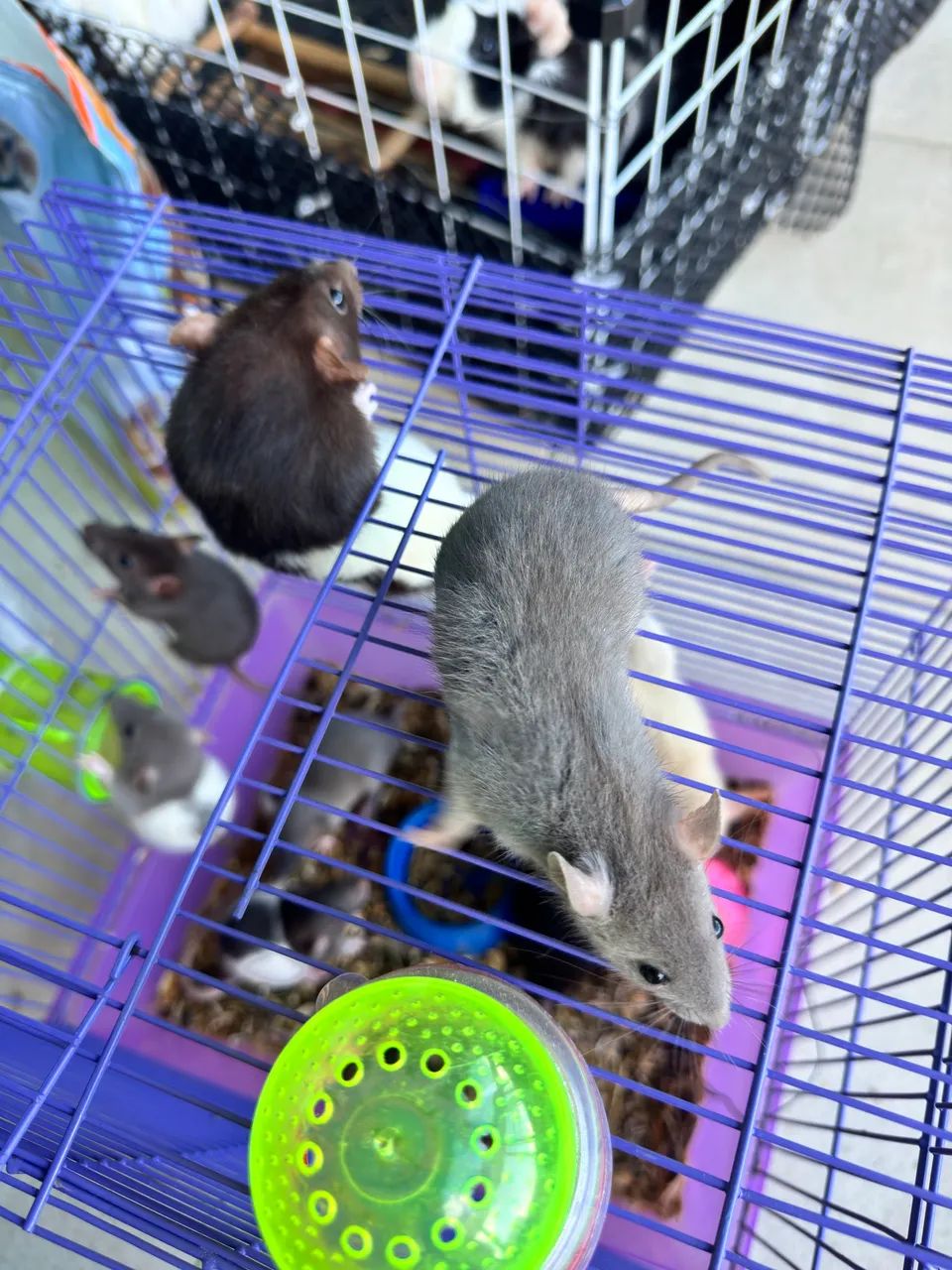 Ratos Twister - Foto 3