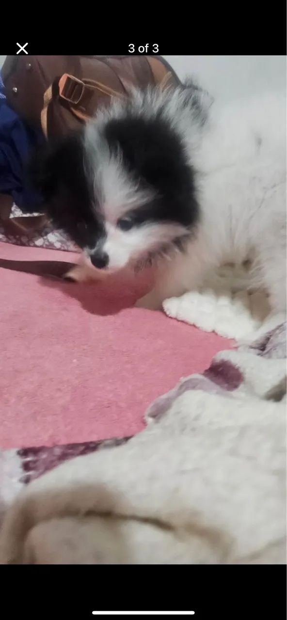Lulu spitz - Foto 2