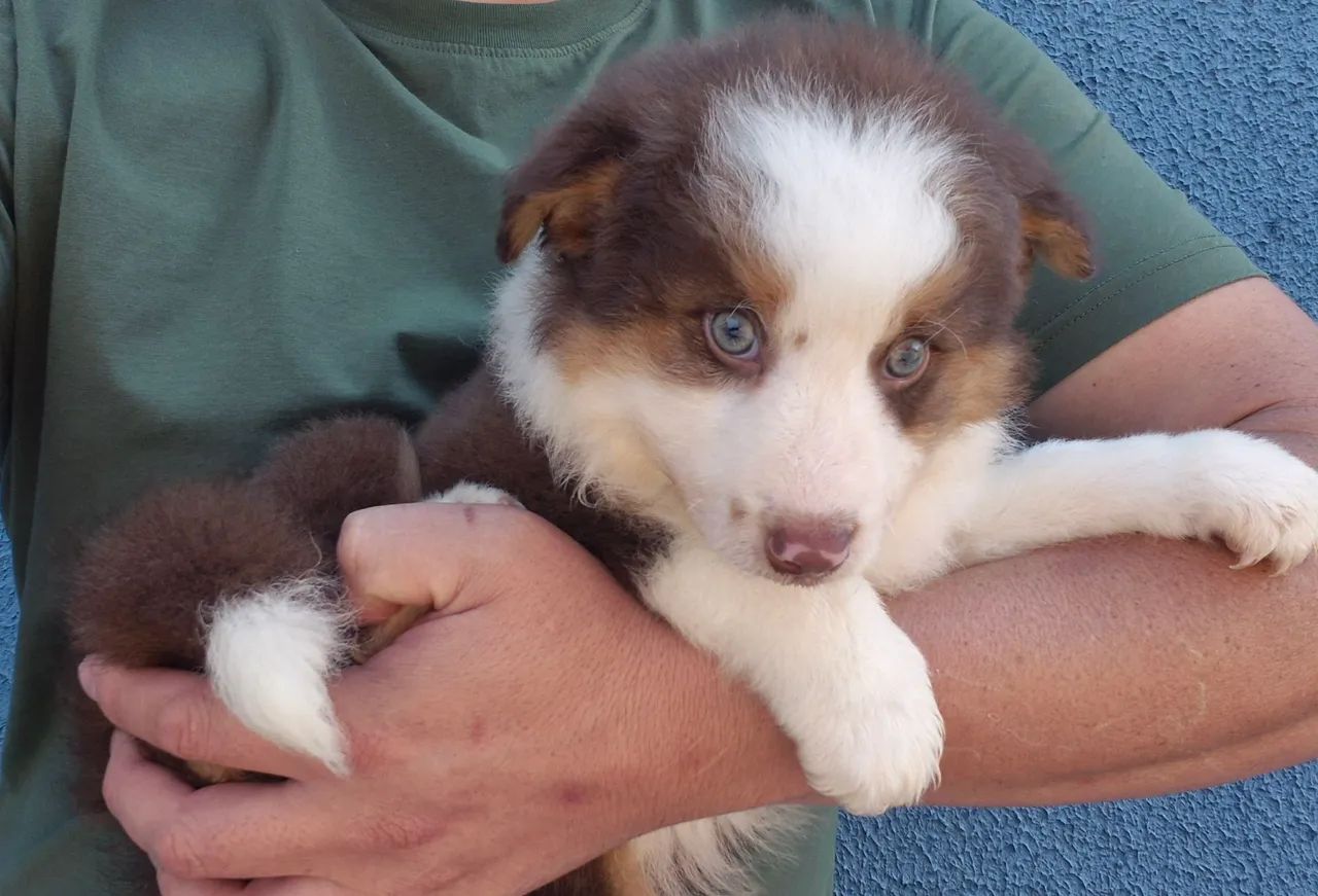 Fêmea de Border Collie! - Foto 5