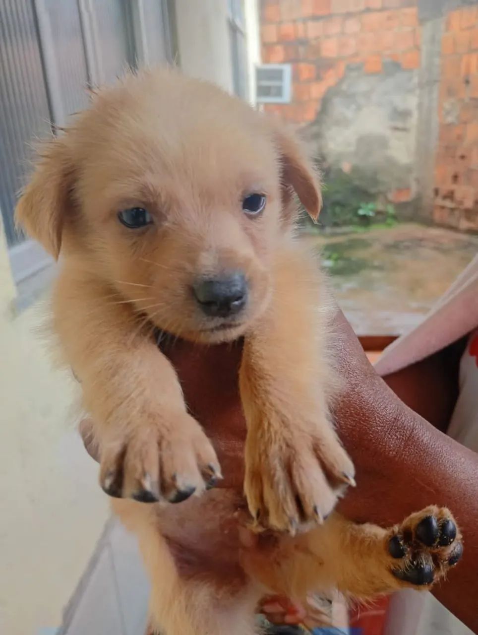 Estou doando esses cachorrinhos  - Foto 5