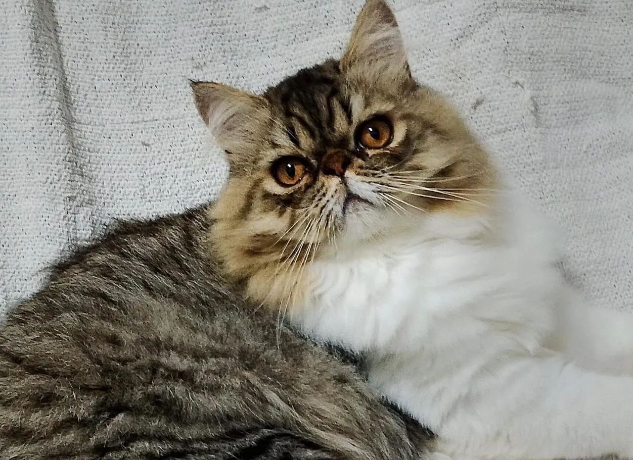 Gatos persa - Foto 3
