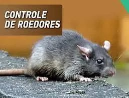 Dedetização  - Foto 2