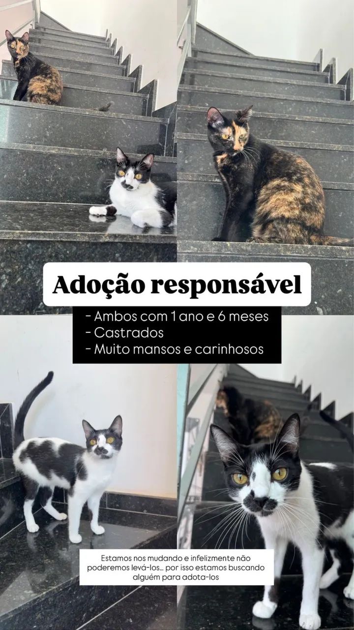 GATOS PARA ADOÇÃO RESPONSÁVEL 