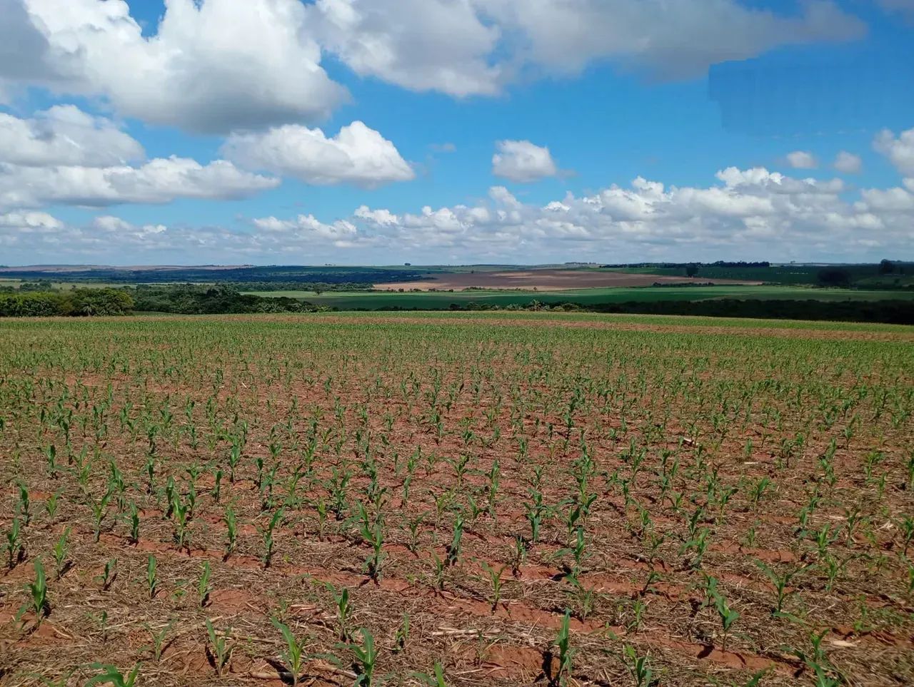 Fazenda para venda no PR. NOROESTE. - Foto 3