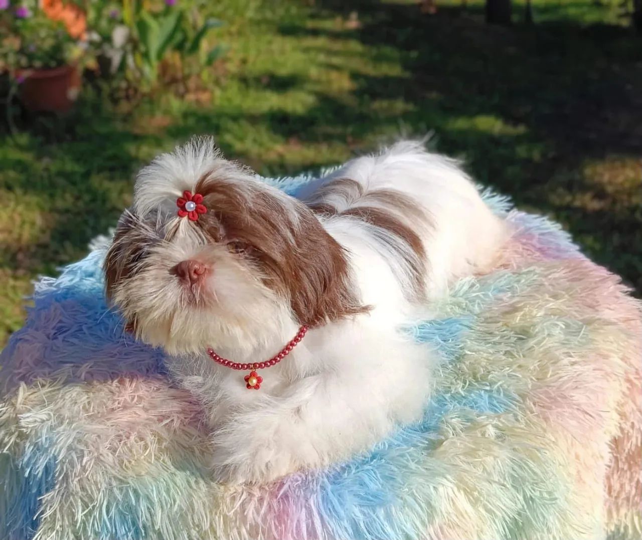 Shihtzu  - Foto 3
