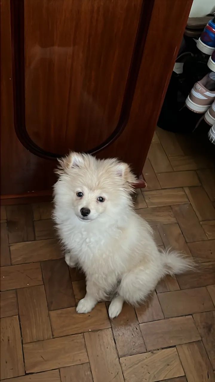 Vendo filhote de Spitz Alemão macho 