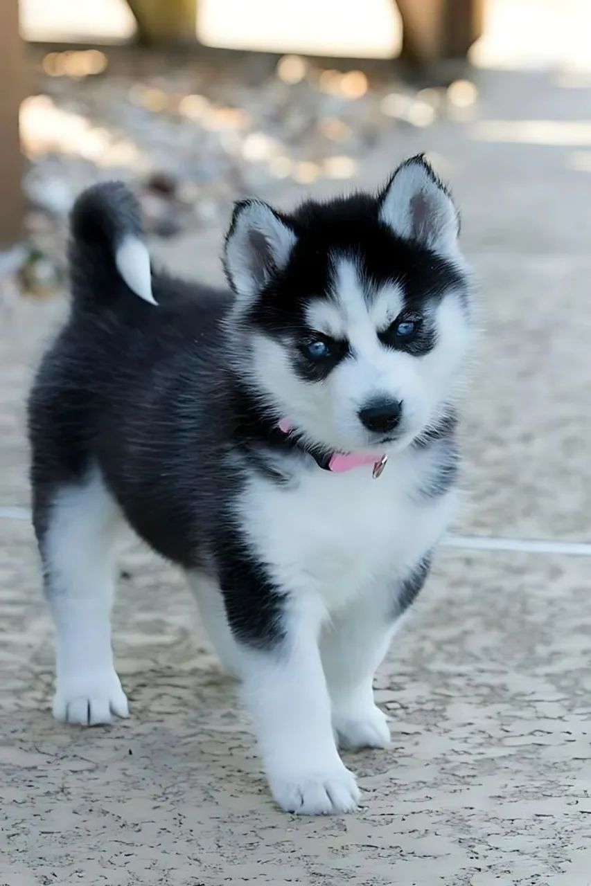 Husky siberiano preto e branco 