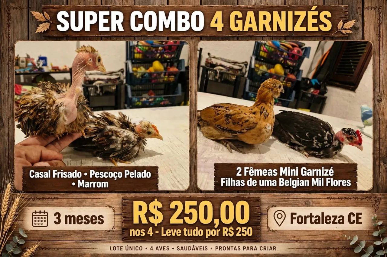 Galinhas garnisés  - Foto 2