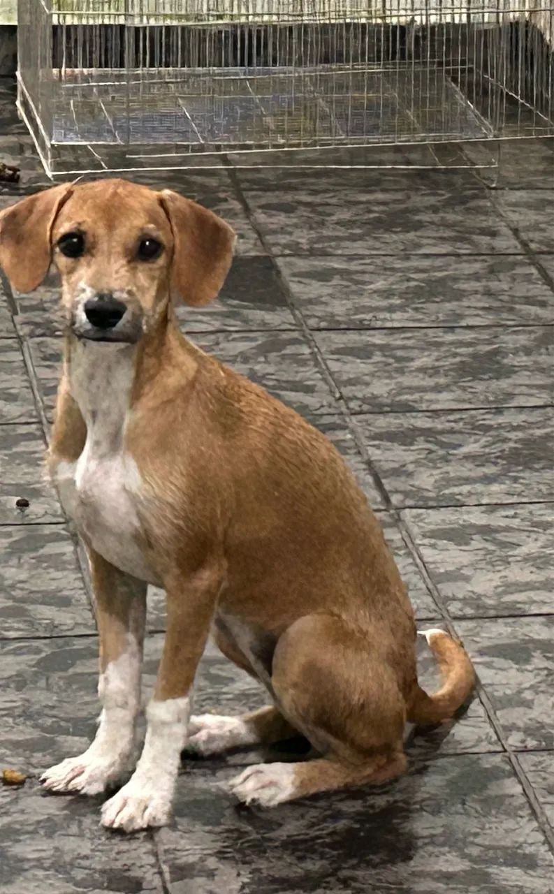 Cachorra Fêmea Vira Lata Porte Médio  - Foto 2