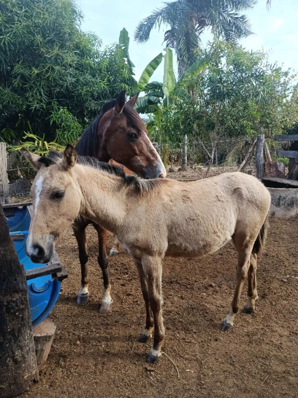 Égua e um potro 