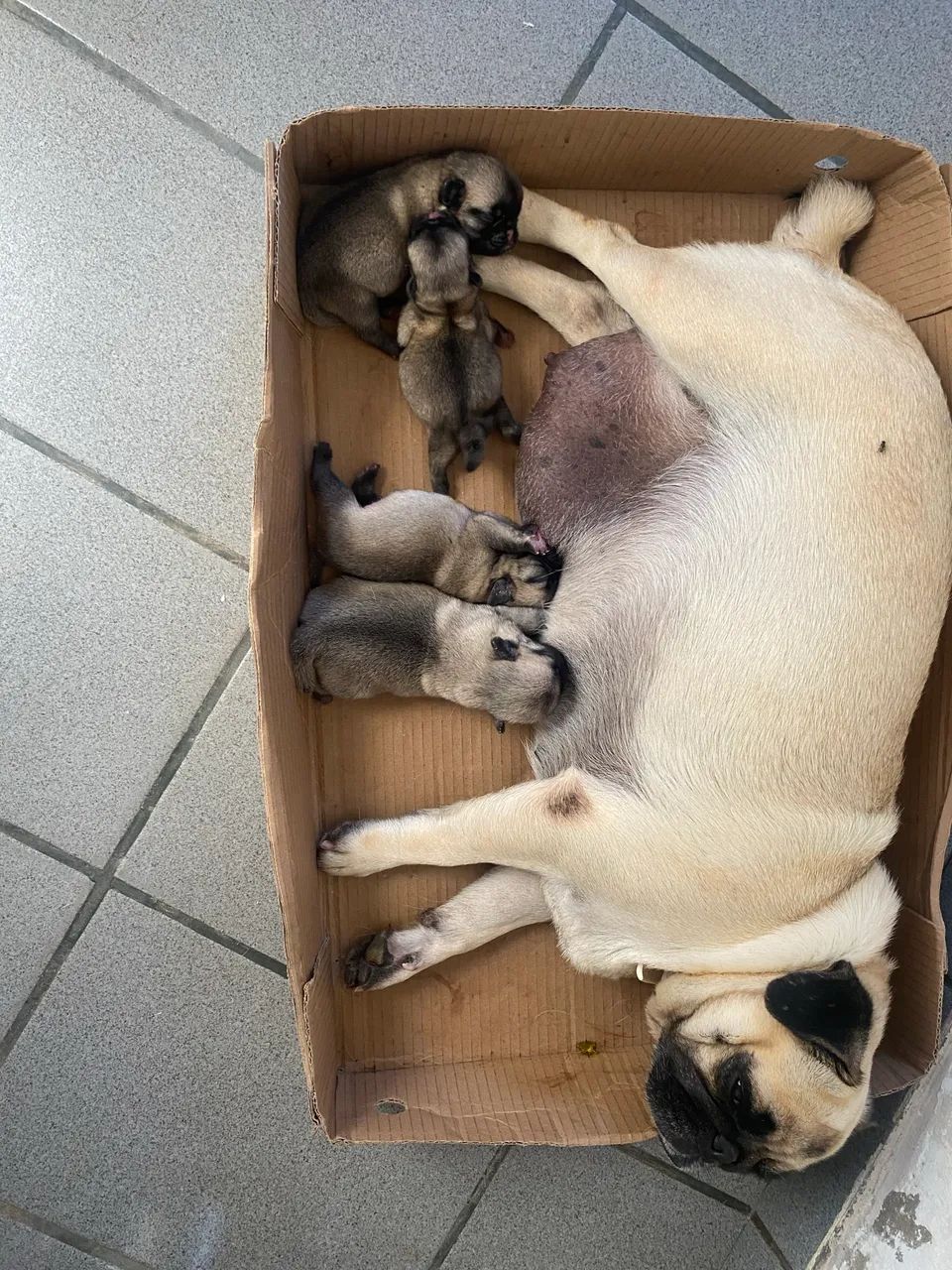 Filhotes de pugs - Foto 2