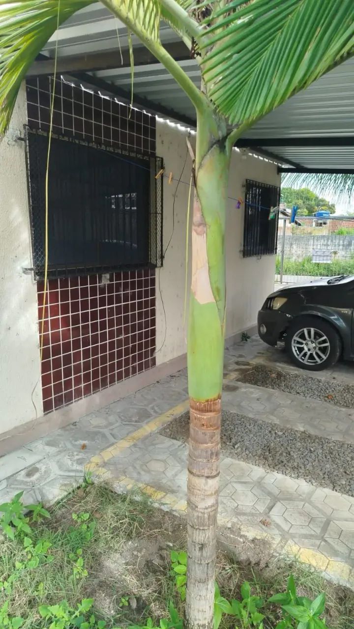 Apartamento à venda, CORTEGADA, Igarassu, PE - Foto 5